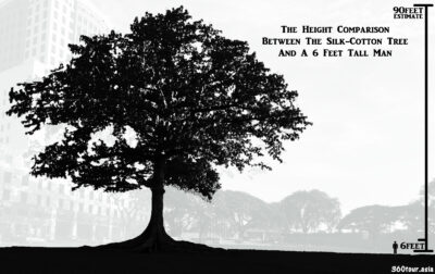 height comparison of the silk cotton tree