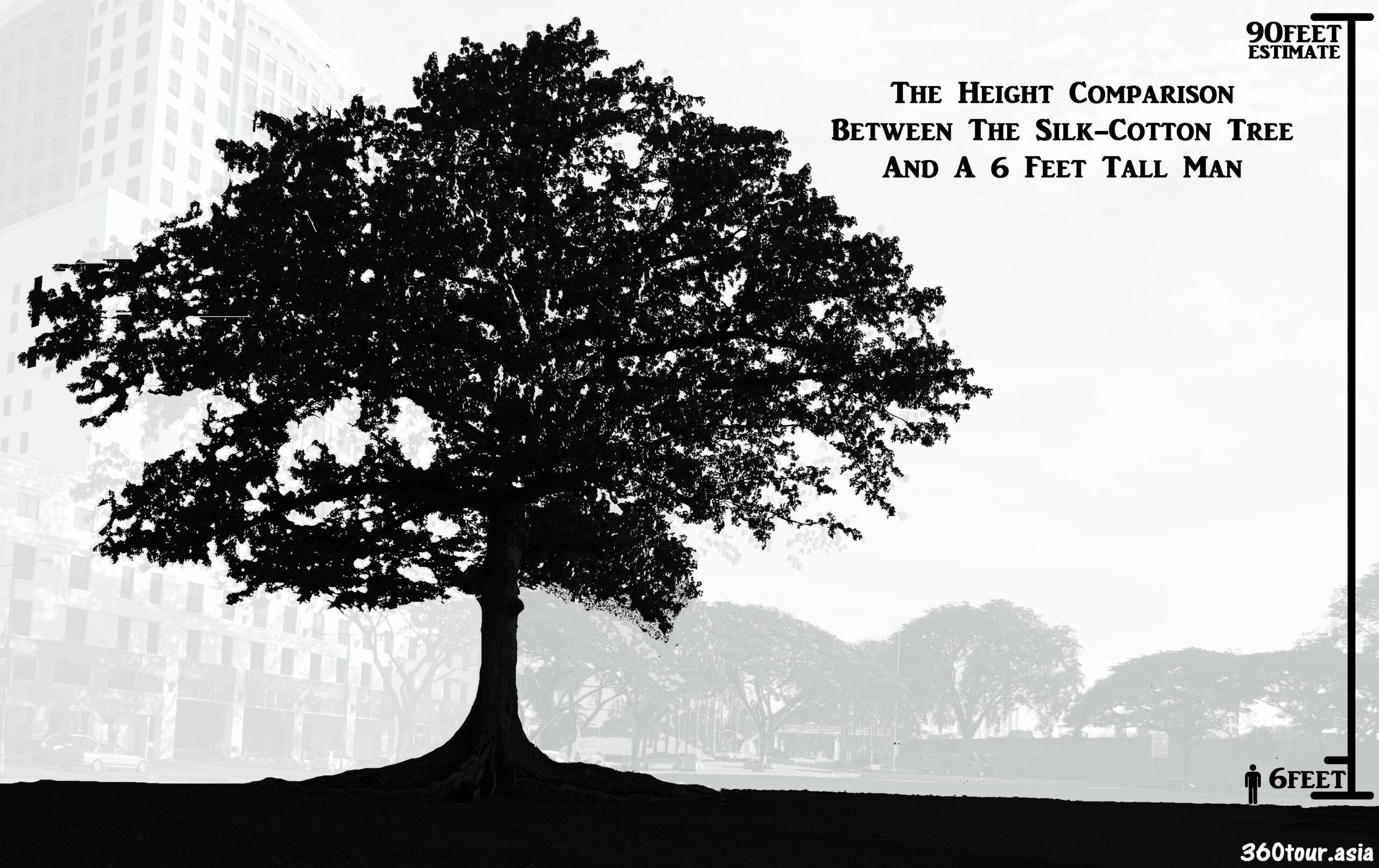 height comparison of the silk cotton tree 三六零亚洲之旅