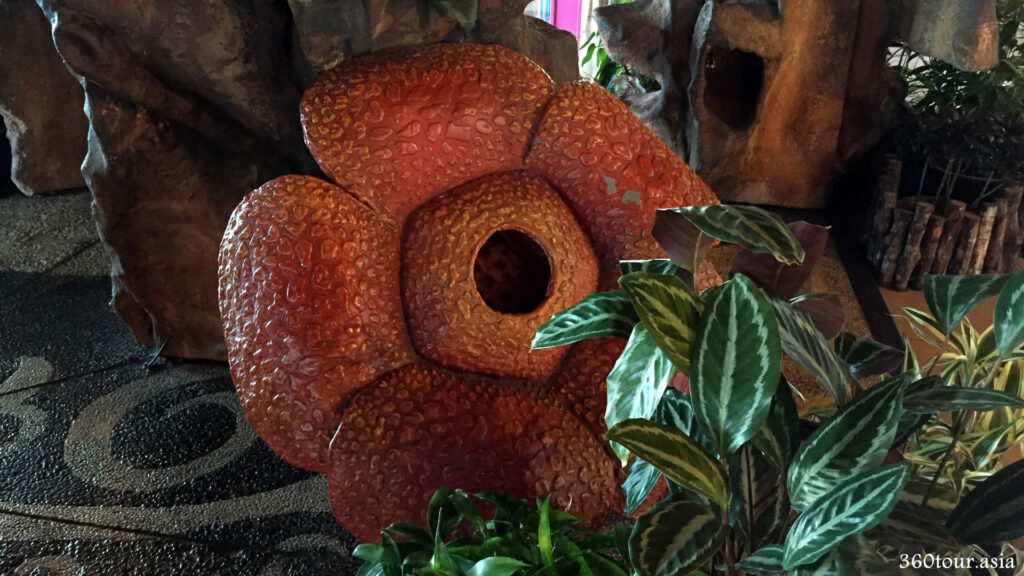 The Rafflesia