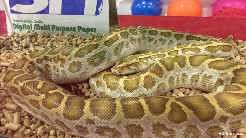 Hypo Burmese Python