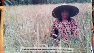 A lady harvesting her podi