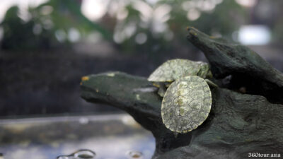 The Red-Ear Slider Turtle