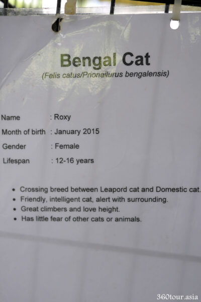 Description of Bengal Cat