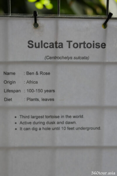 Description of the Sulcata Tortoise