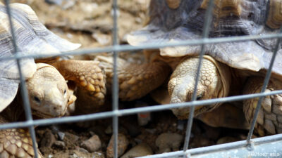 Ben and Rose - The Sulcata Tortoise