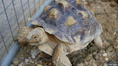 A side view of the Sulcata Tortoise
