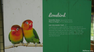 Description of the Lovebird