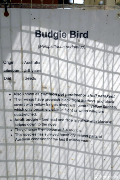 Description of Budgie Bird