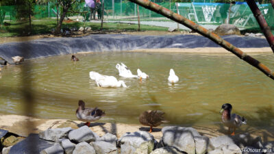 Open pond with ducks playing water and swimming