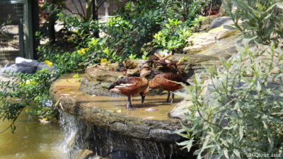 Ducks playing by the waterfall