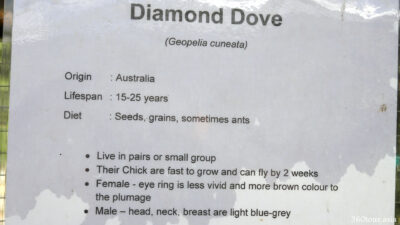 Description of diamond dove