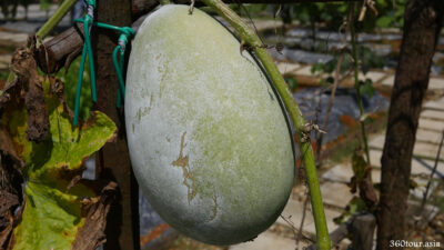 Melon hanging from the supporting wood frame