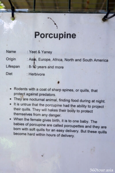 Description of Porcupine
