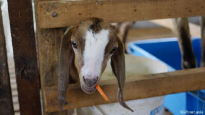 Baby goat munching a carrot