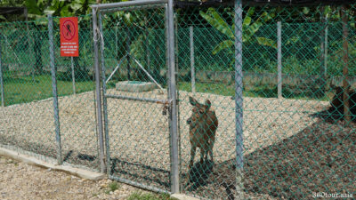 Oh Deer in the fence