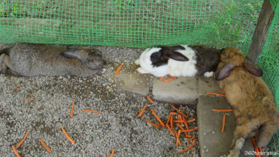 The Rabbits are resting and tired from feeding