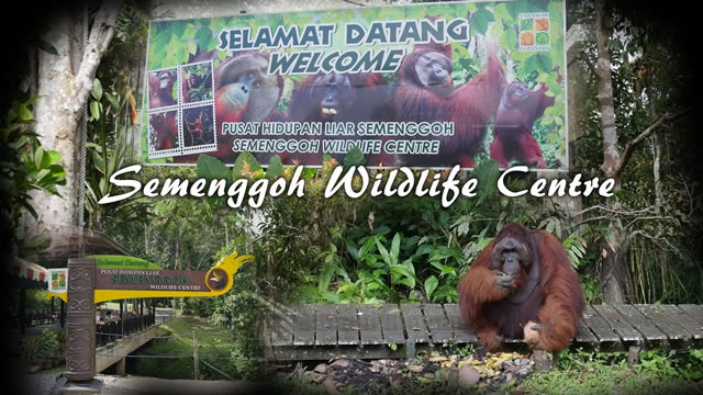 Meet Orangutan Ritchie at Semenggoh Wildlife Center Kuching