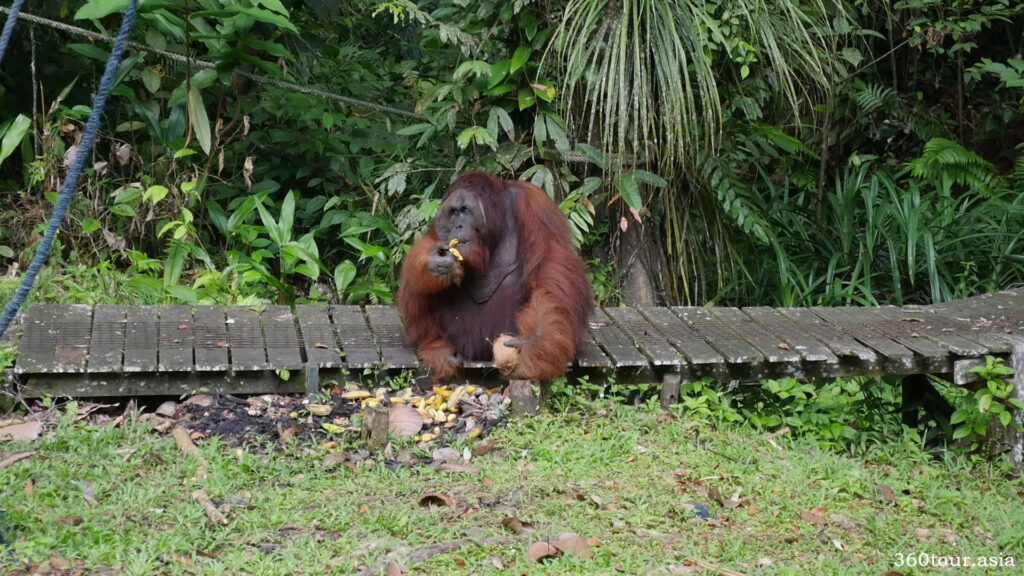 Orangutan Ritchie feeding on fresh fruits