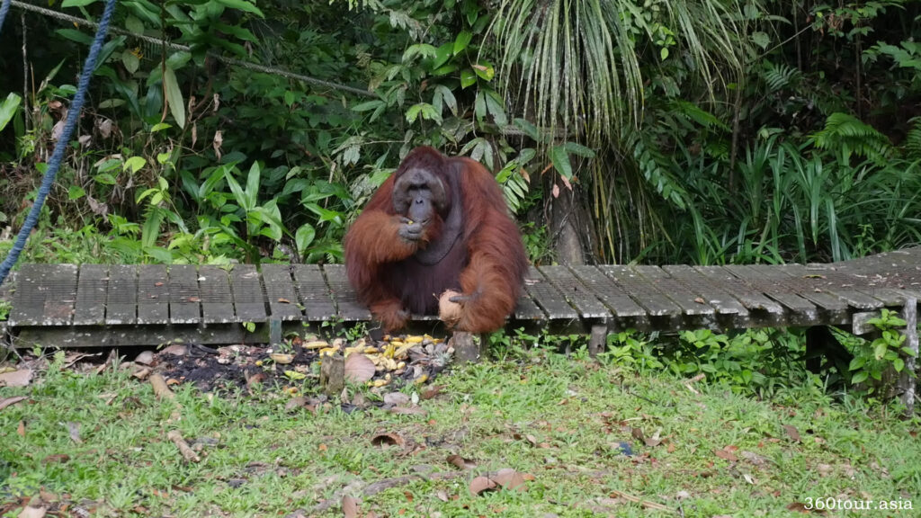 Orangutan Ritchie feeding on fresh fruits
