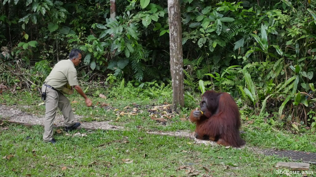 Watching how the ranger feeding the Orangutan