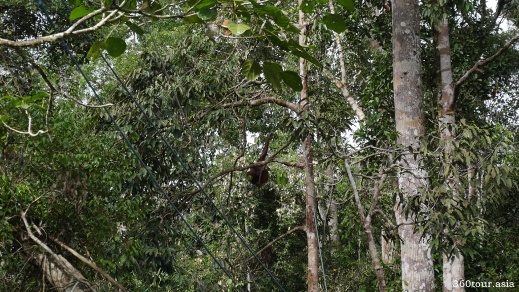 Orangutan swinging around the forest along the rope path