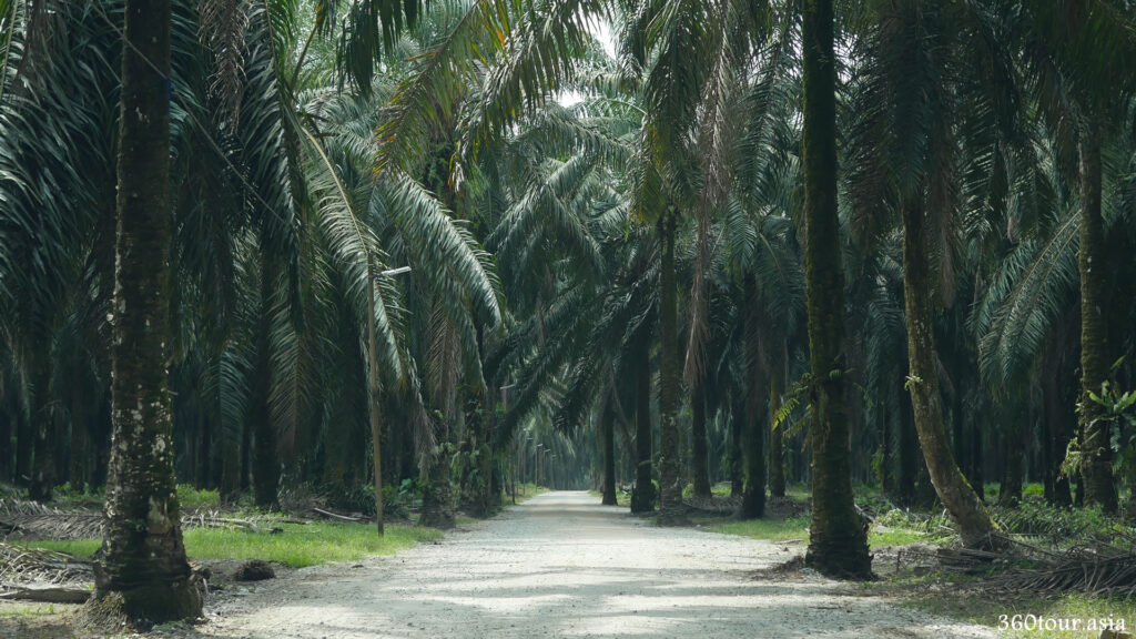 The gravel road in the oil palm plantation leads to the Restaurant