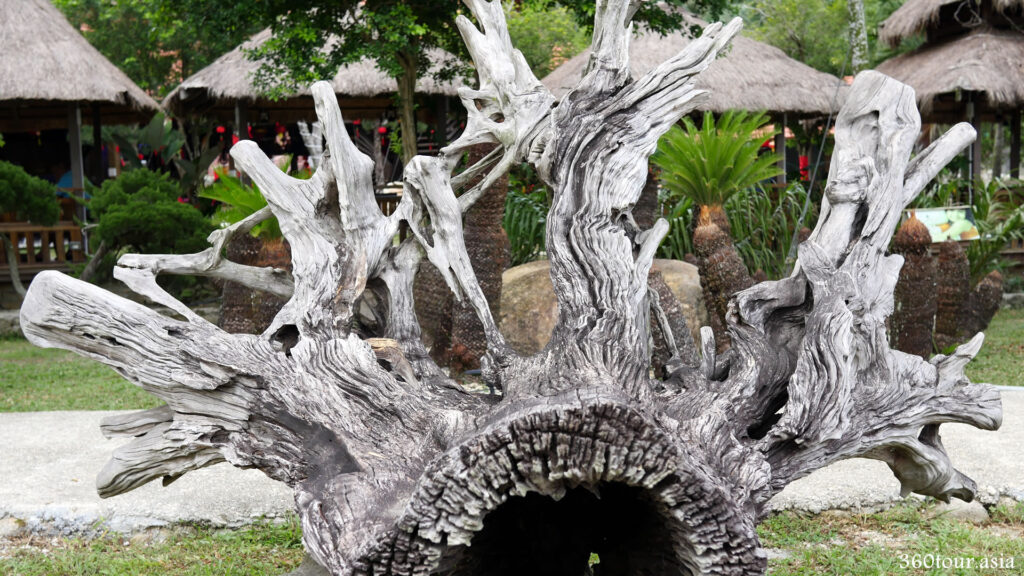 The fallen tree root remains is an art itself