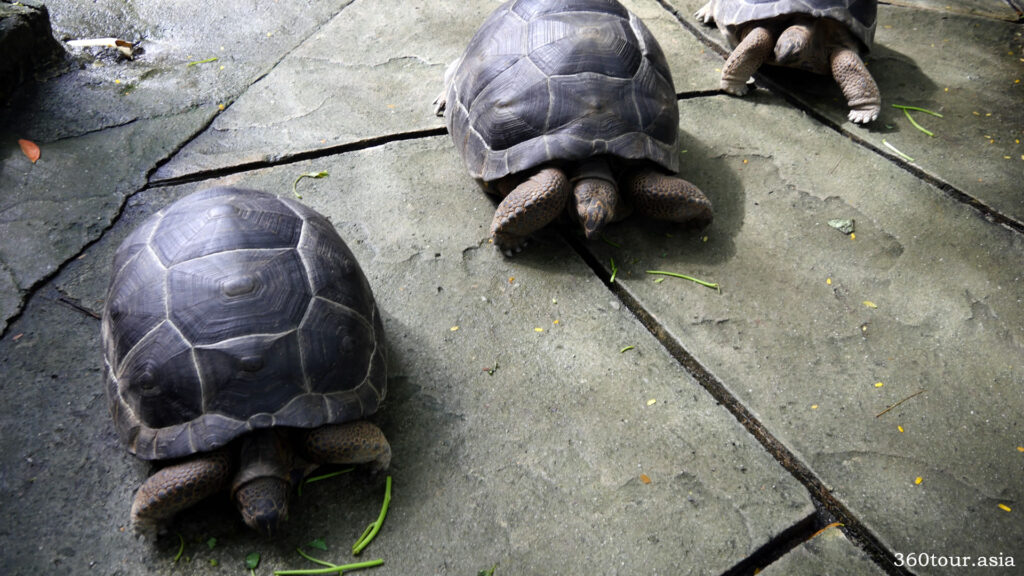 Nice rows of tortoise