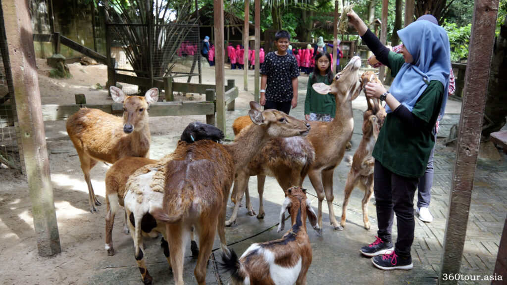 Visitors can feed the deers and goats in the farm