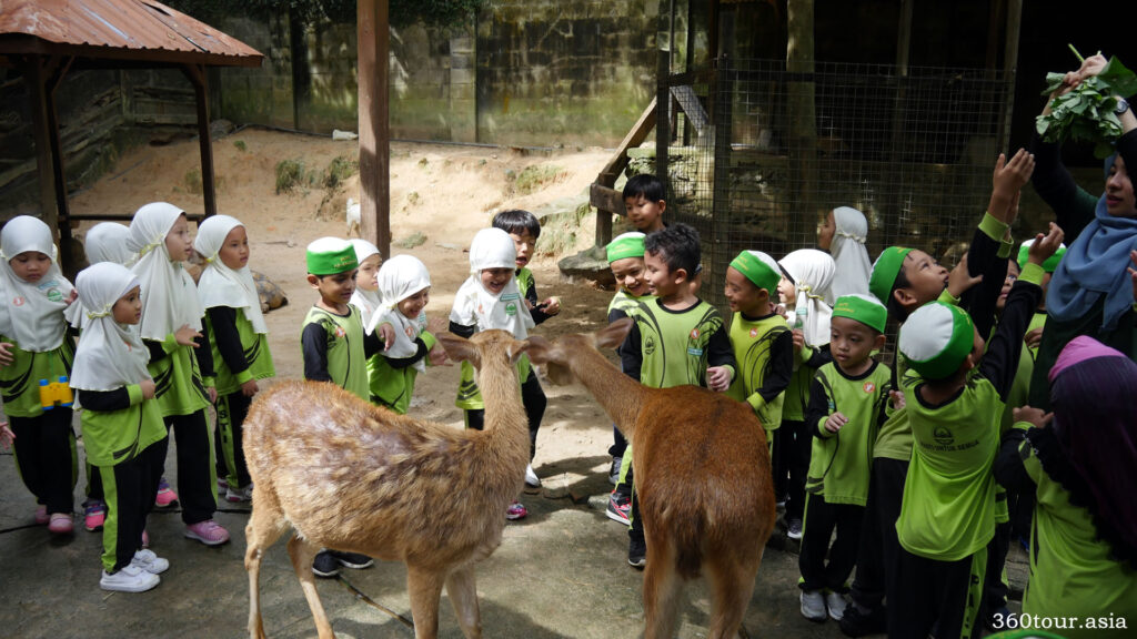 Kids love to feed the deer