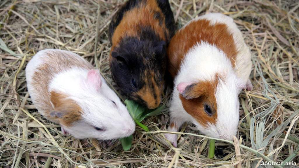 Feeding three Guinea Pigs