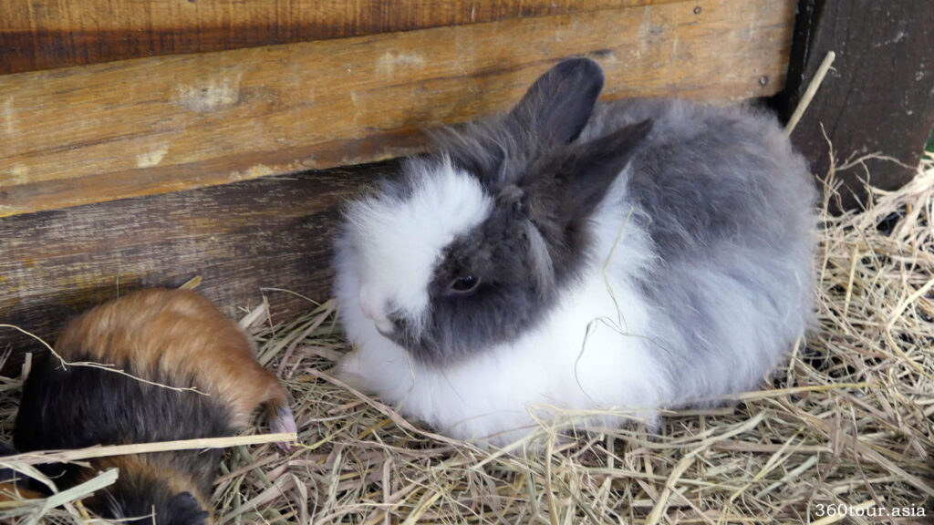 Fluffy rabbits