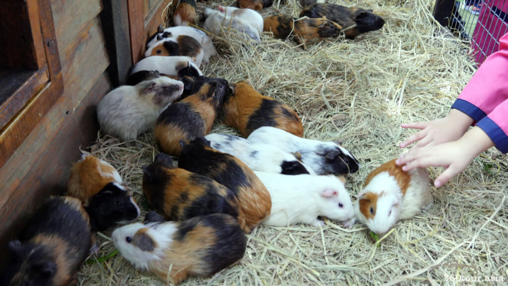 bunch of guinea pigs