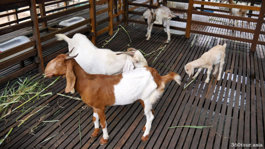 Goats in the pen
