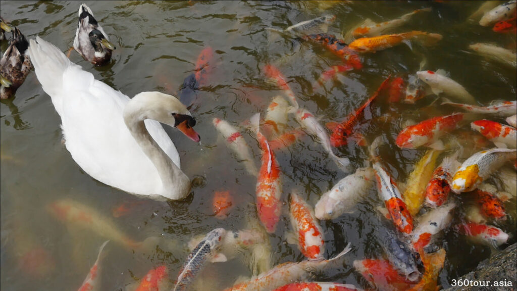 The swan and the fishes in the pond