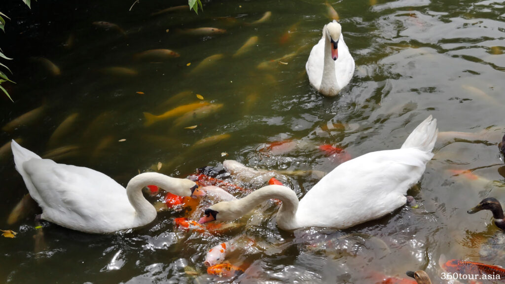 feeding the swan and the fishes