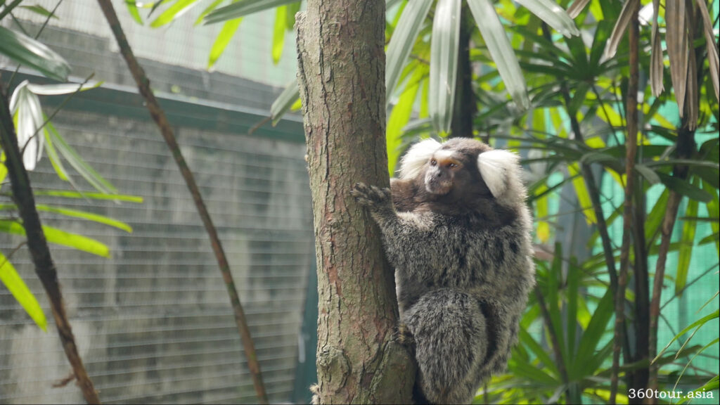 The white eared marmoset on a tree