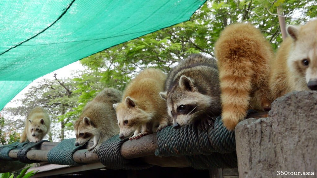 A row of raccoons