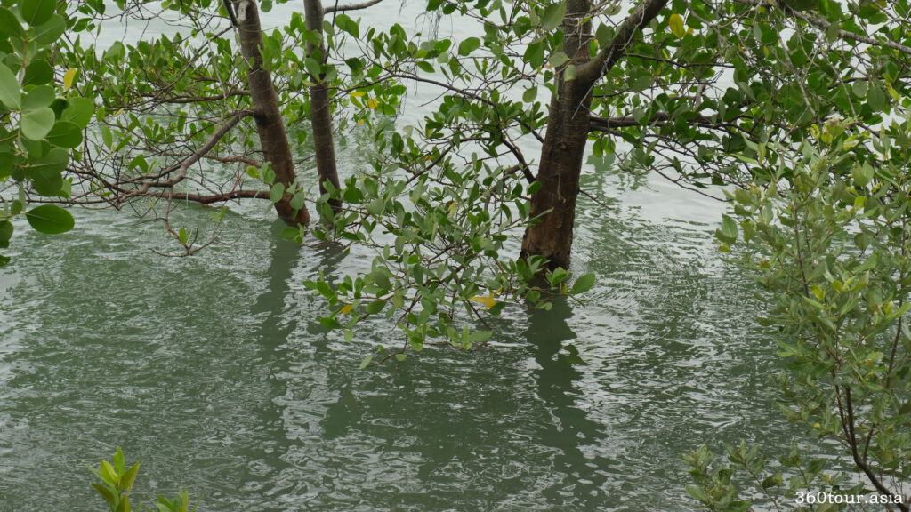 mangroves beside the riverbank