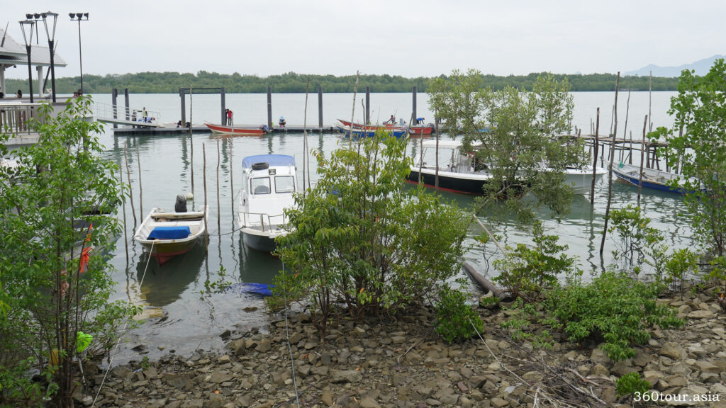 Mangrove trees and fishing boats