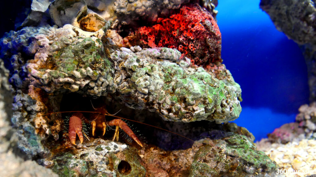 The Hairy Red Reef Lobster hiding between some rocks.