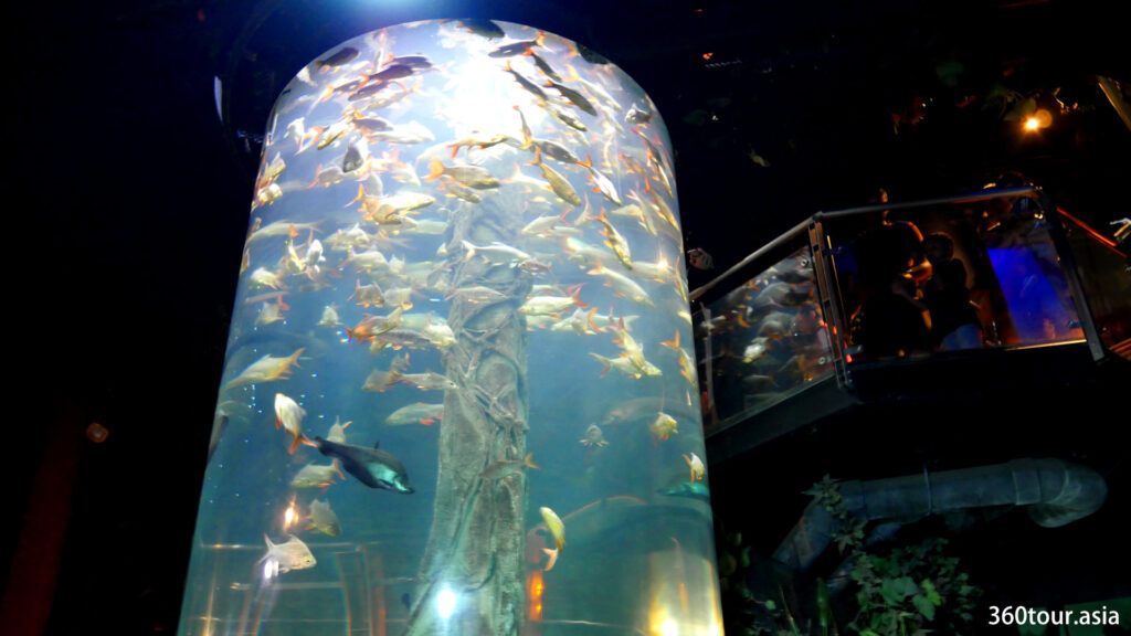 Two story tall vertical cylindrical fish tank.