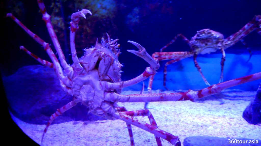 巨大的螃蟹走过水缸。