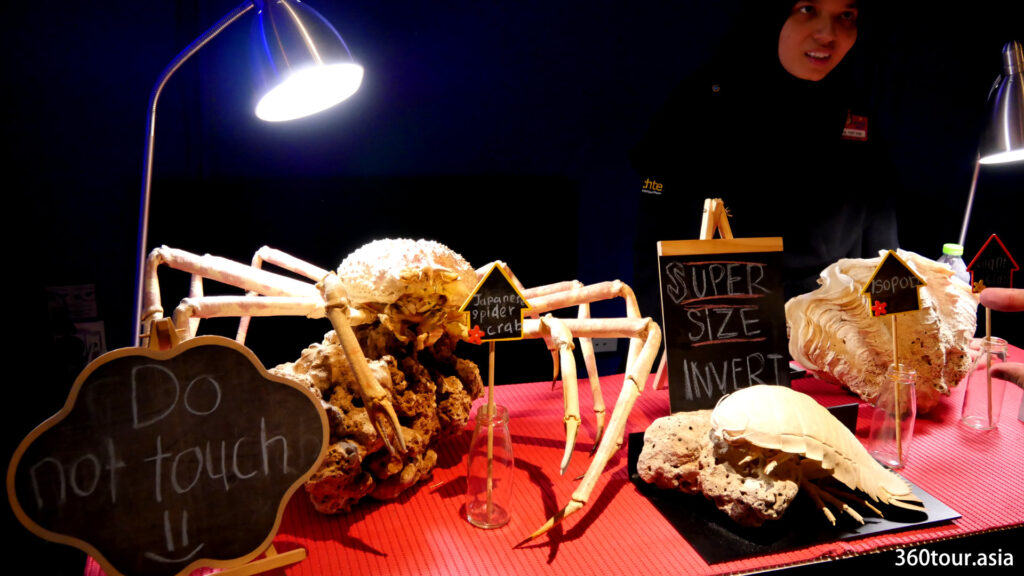 超大型无脊椎动物部分展示巨大的日本蜘蛛蟹，Isopod和巨蛤。