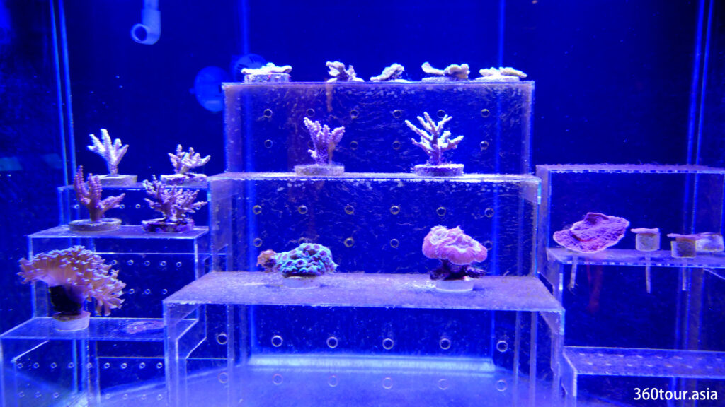 不同珊瑚物种的展示。