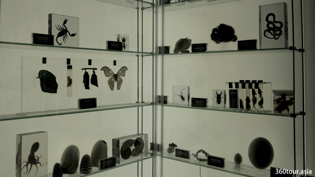 Various specimen on display.
