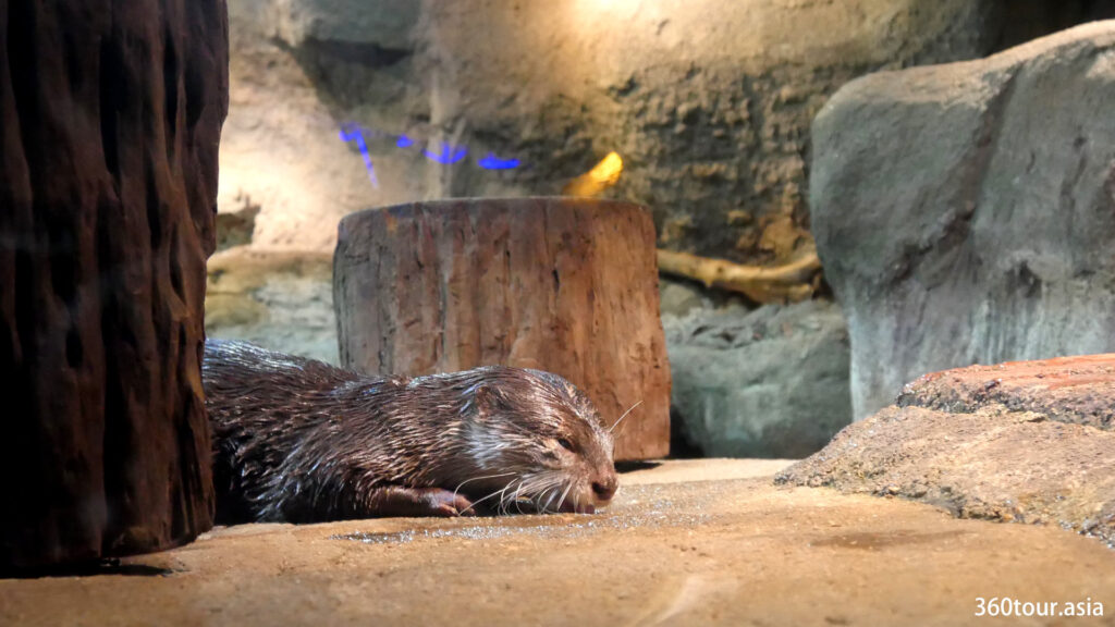 Sleeping Otter.