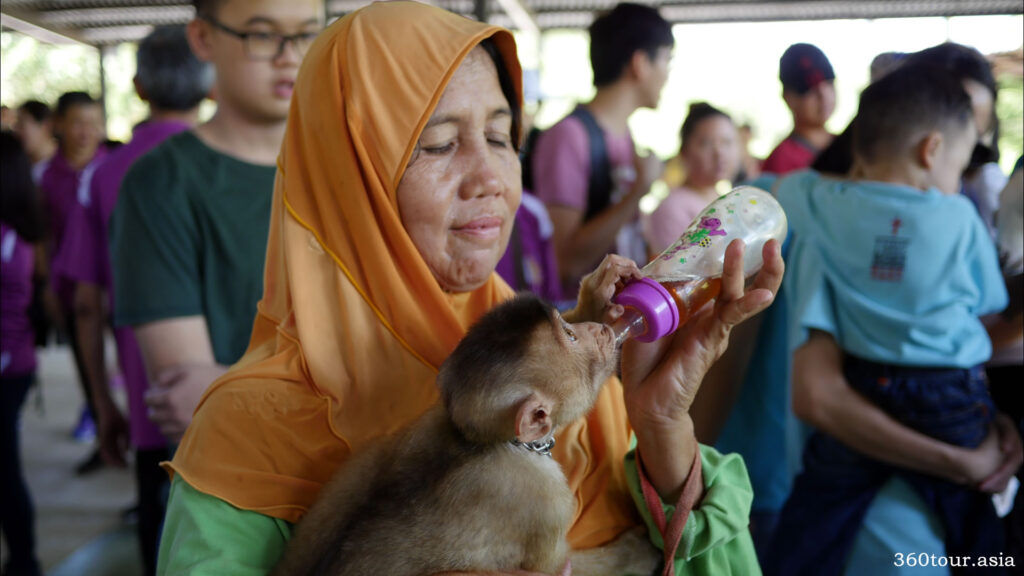 Feeding the naughty farm monkey