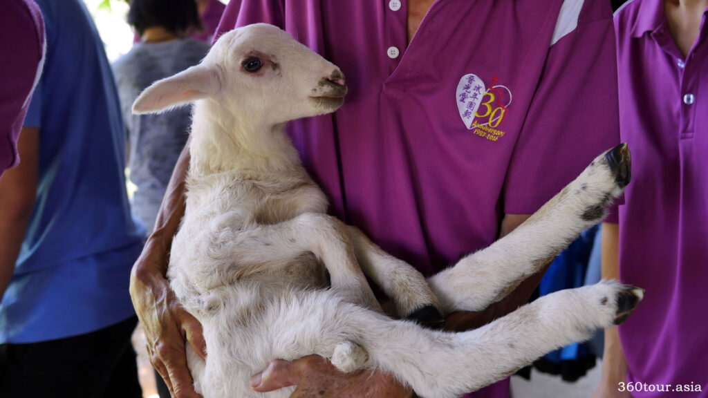 What it is like to hold a goat in your arms