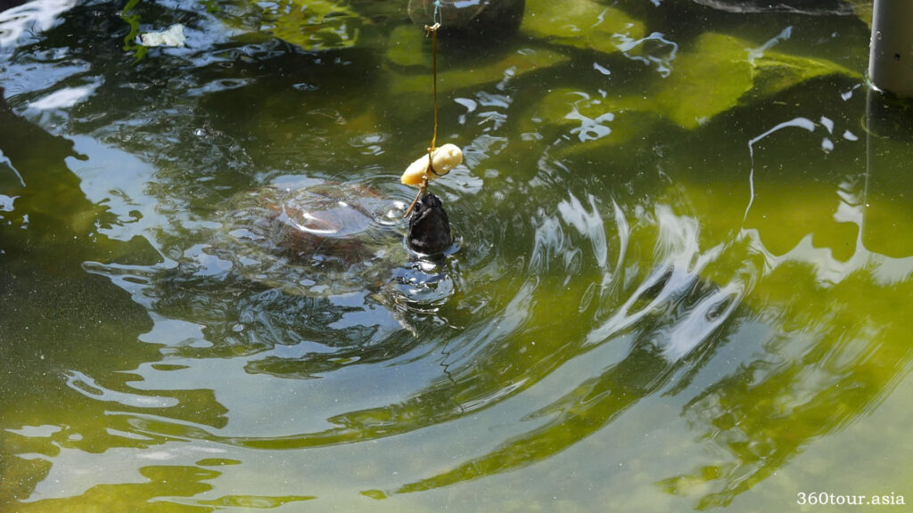 Tortoise feeding time